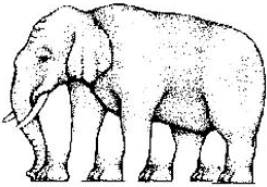 Elephant Optical Illusion
