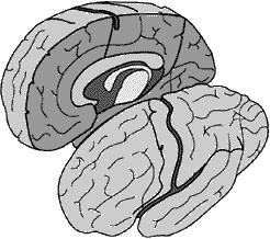 Split Brain Robot Control