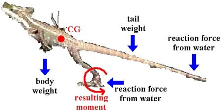 Jesus Lizard Robot Free Body Diagram